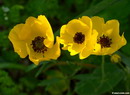 Persian Buttercup